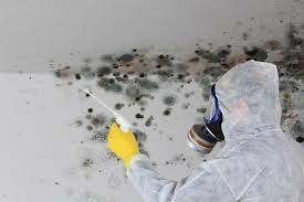  Hillsboro, MO Mold Prevention & Removal Pros